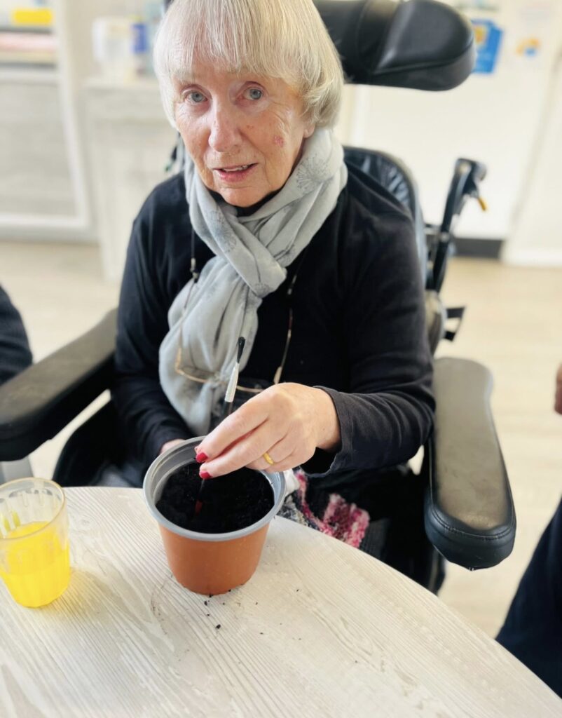 planting sunflowers with residents 