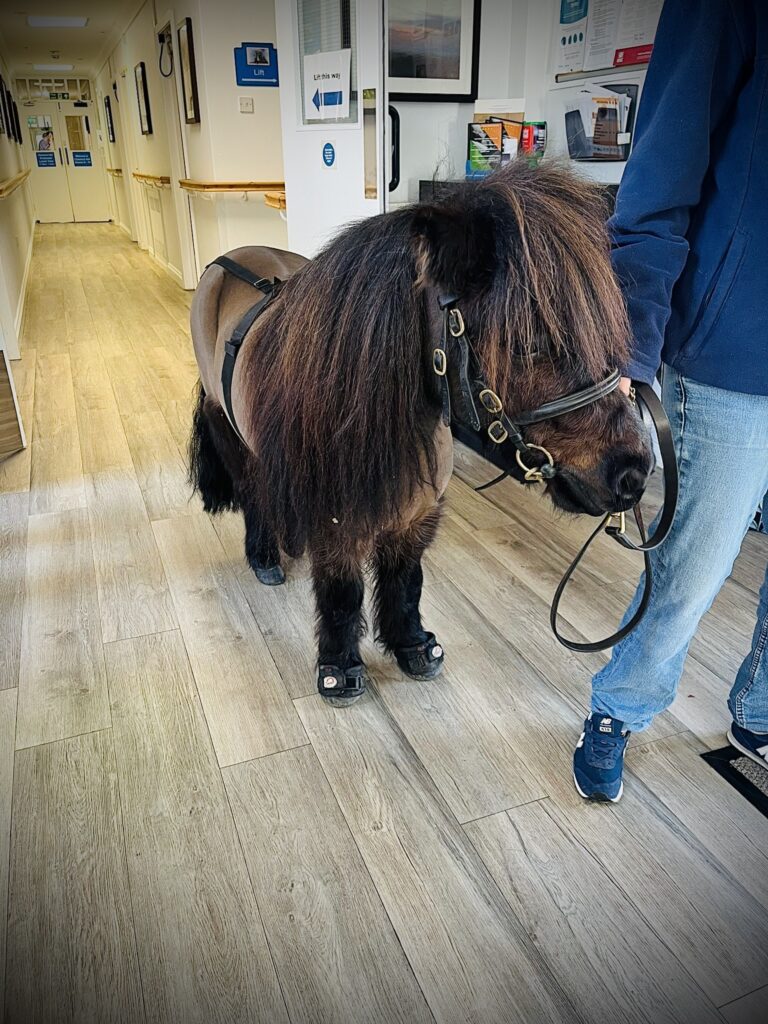 pony at upper mead care home