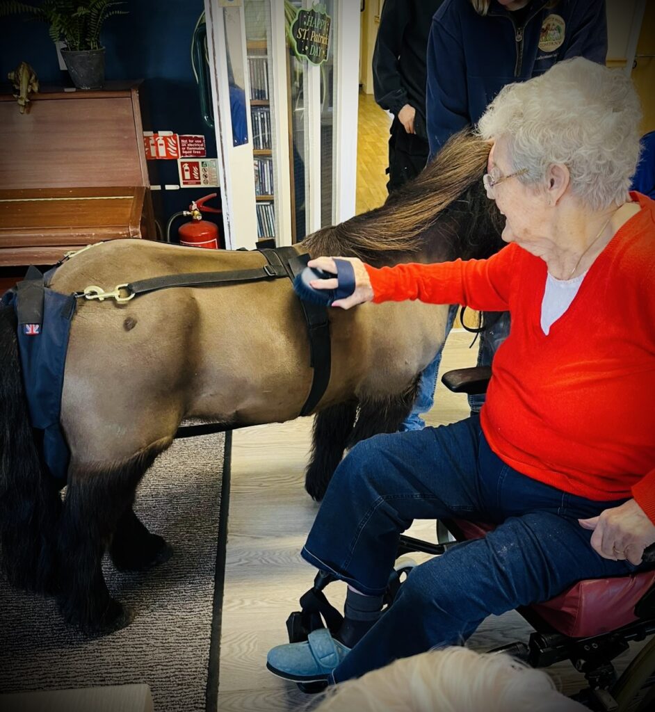 pony grooming upper mead care