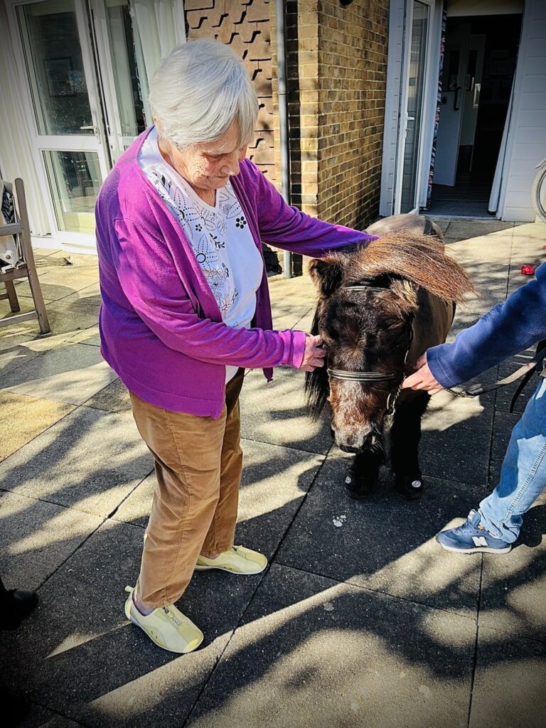 pony in upper mead garden