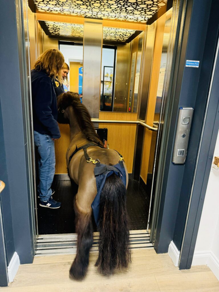 pony taking lift upper mead