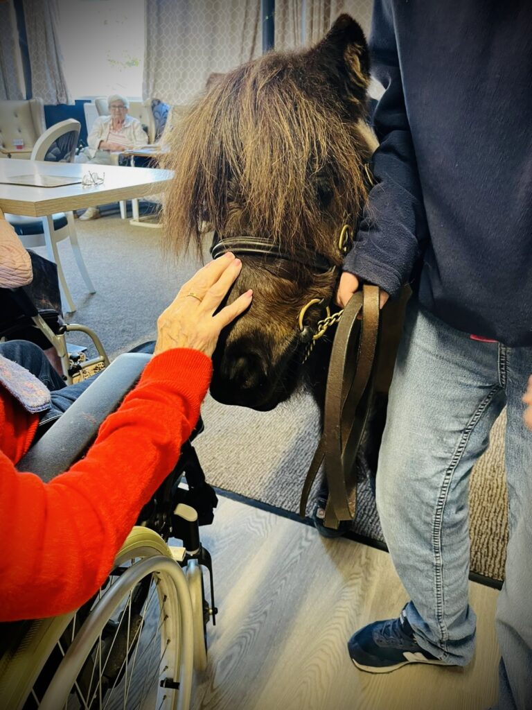 upper mead resident stroking pony